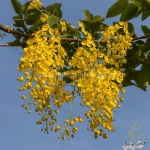 golden shower flowering tree seeds