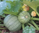 green ball summer squash seeds