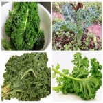 green curled kale seeds