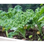 green curled kale seeds