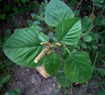 green edible amaranth chinese spinach seeds