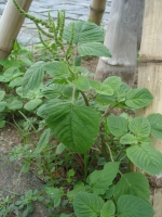 green edible amaranth chinese spinach seeds