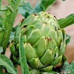 green globe artichoke seeds