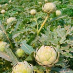 green globe artichoke seeds