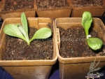 green globe artichoke seeds