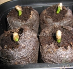 green globe artichoke seeds