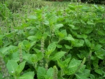 green holy basil seeds