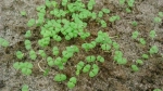green holy basil seeds