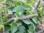 green holy basil seeds