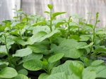 green malabar spinach seeds