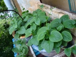 green malabar spinach seeds