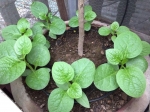 green malabar spinach seeds