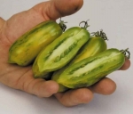 green sausage tomato seeds