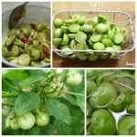 green white kermit african eggplant seeds