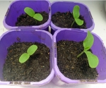hales best jumbo melon seeds