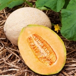 hales best jumbo melon seeds