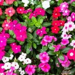 40cm tall mix vinca periwinkle seeds