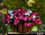 f1 trailing vinca periwinkle seeds