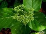 premna serratifolia la cach vong cach seeds