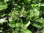 premna serratifolia la cach vong cach seeds