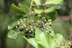 premna serratifolia la cach vong cach seeds