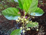 premna serratifolia la cach vong cach seeds