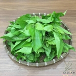 premna serratifolia la cach vong cach seeds