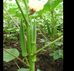 heat resistant green okra seeds