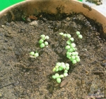 sacred hopi tobacco seeds