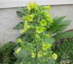 sacred hopi tobacco seeds
