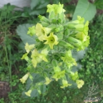 sacred hopi tobacco seeds