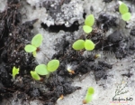 sacred hopi tobacco seeds
