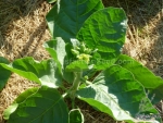 sacred hopi tobacco seeds