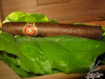 sacred hopi tobacco seeds