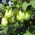 hops seeds