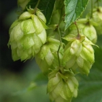 hops seeds