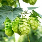 hops seeds