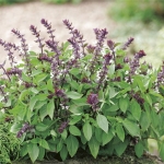hung que cinnamon basil seeds