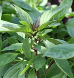 hung que cinnamon basil seeds