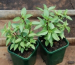 hung que cinnamon basil seeds