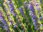 hyssop seeds