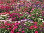 ideal florist mix verbena seeds