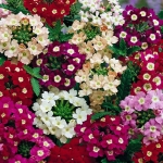 ideal florist mix verbena seeds