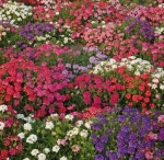 ideal florist mix verbena seeds
