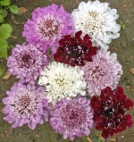 imperial pincushion mix scabiosa seeds