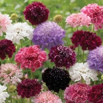 imperial pincushion mix scabiosa seeds