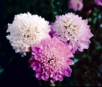 imperial pincushion mix scabiosa seeds