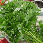 italian giant plain parsley seeds