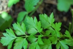 italian giant plain parsley seeds