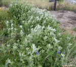 japanese mugwort seeds